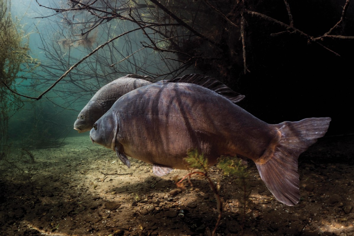 Underwater Explorer | A Photographer's Journey with Carp