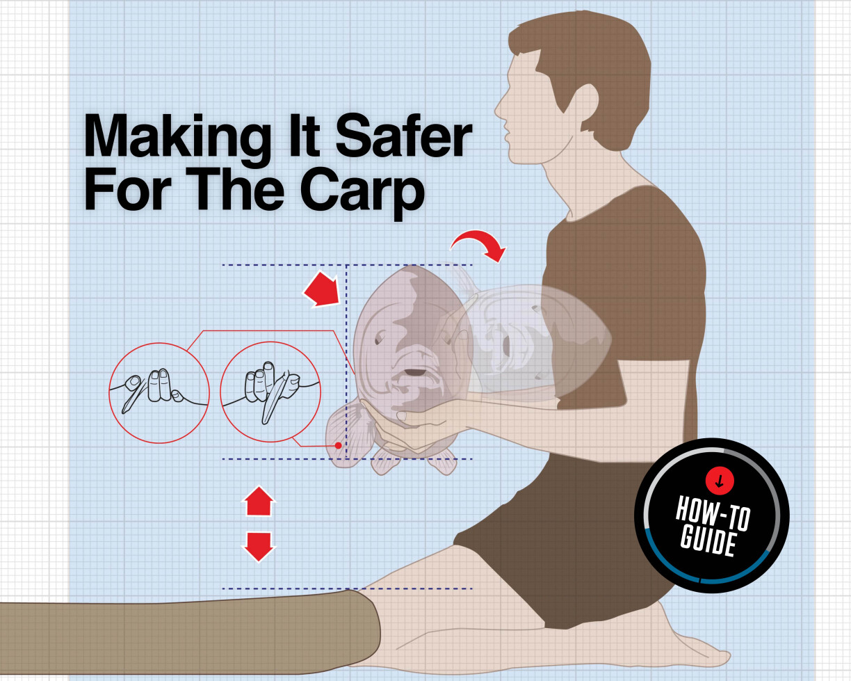Illustration showing how to safely hold a carp on a mat, highlighting correct hand positions and posture.