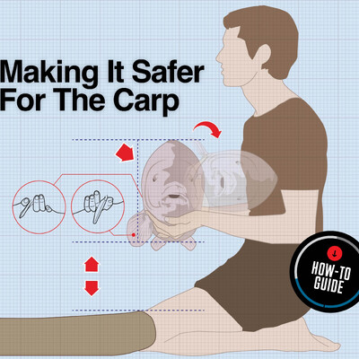 Illustration showing how to safely hold a carp on a mat, highlighting correct hand positions and posture.